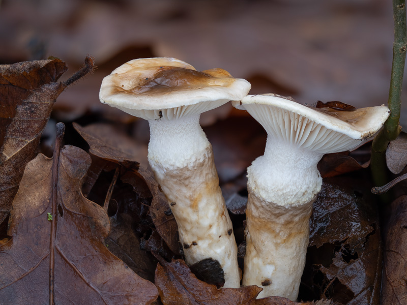 Hygrophorus persoonii